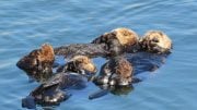Two Sea Otters