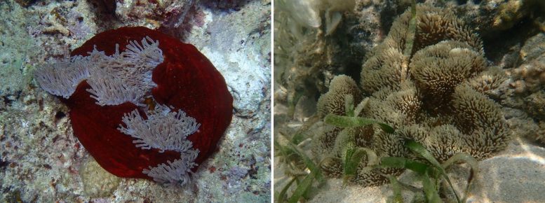 Two Species Sea Anemone