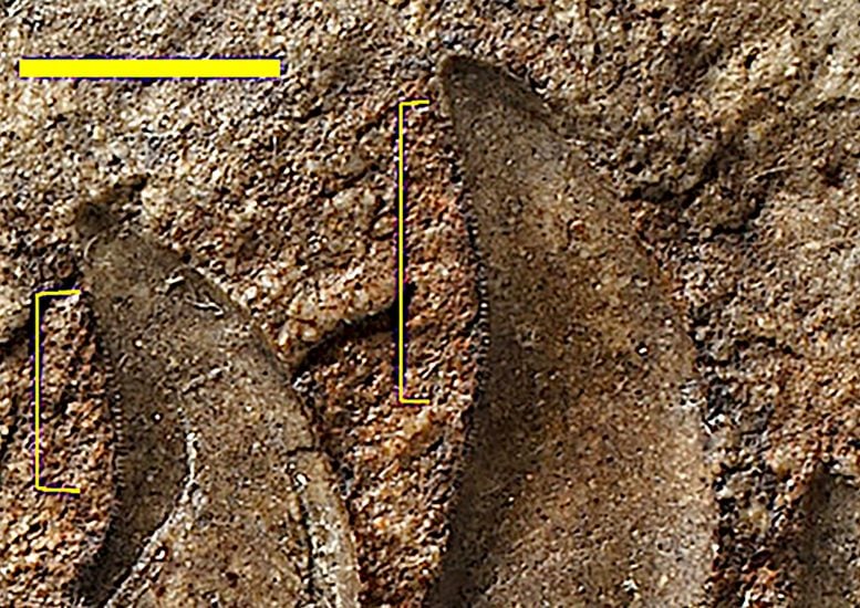 125-Year Mystery Solved: New Dinosaur Species Identified in Wales
