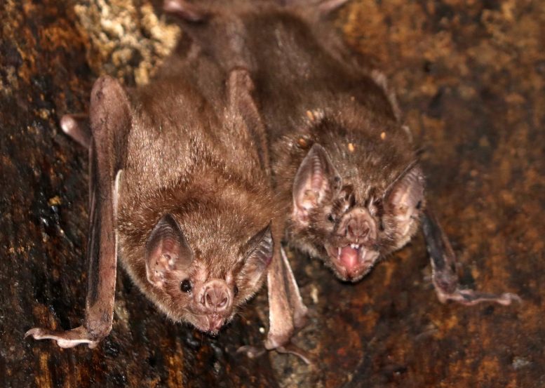 Two Vampire Bats Hanging in Hibernaculum
