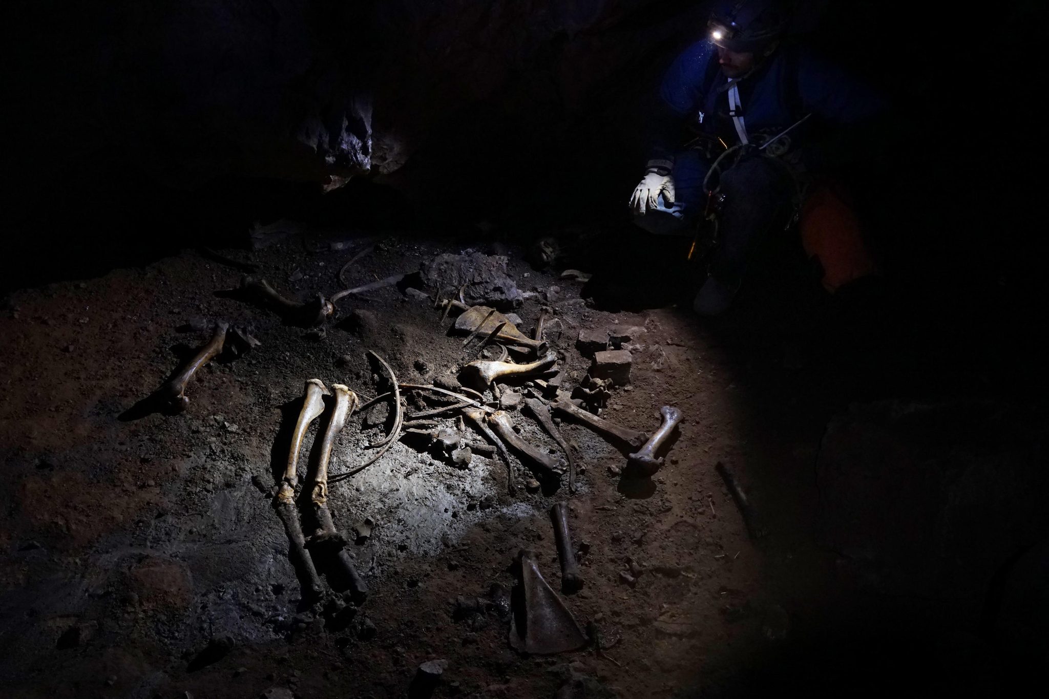 Tyler Faith examines moose bones in Skeleton Cave