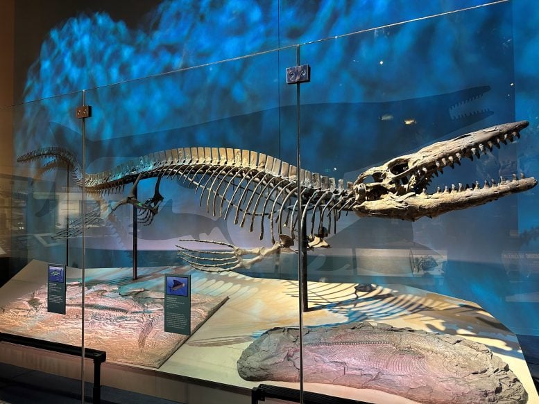 Tylosaurus rex Holotype Skeleton