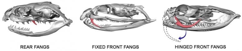 Types of Venom Fangs in Snakes