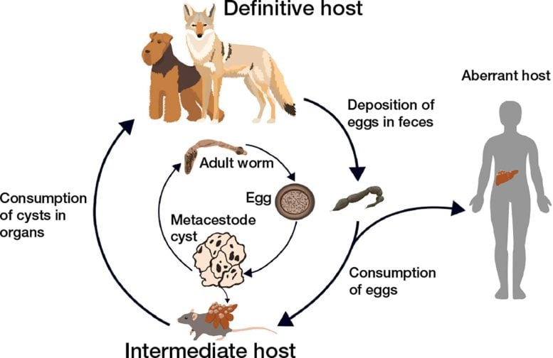 Typical Life Cycle of E. multilocularis