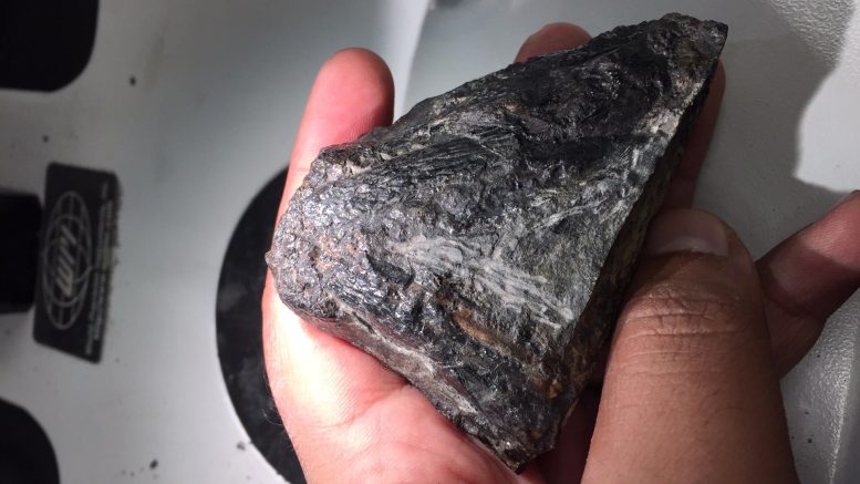 Tyrannoroter’s Skull