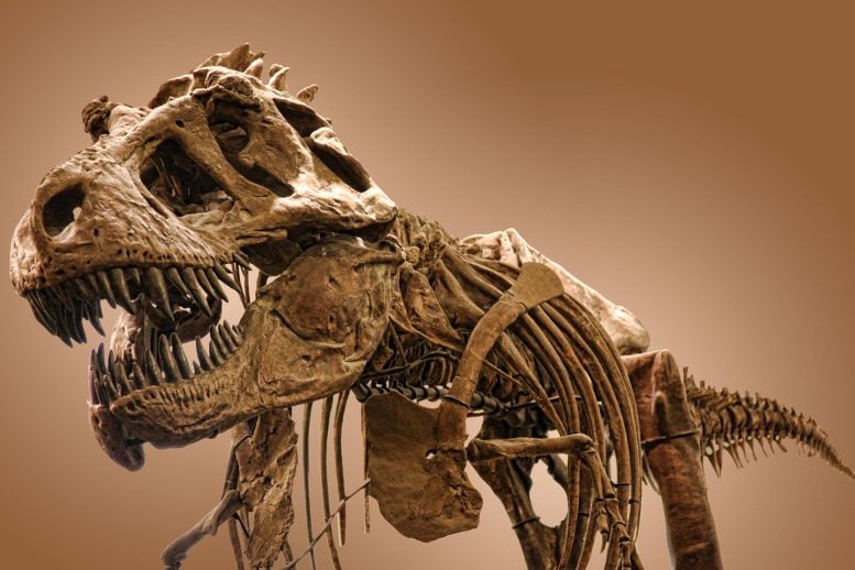 Tyrannosaurus Rex Skeleton Dinosaur Fossil