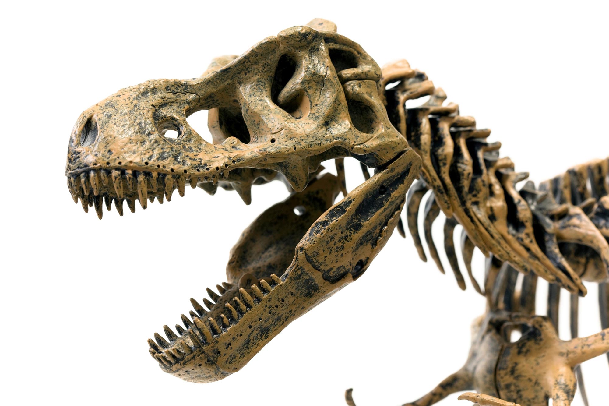 Kosterní pozůstatky Tyrannosaura odhalují, že T. rex mohly být 3 různé druhy