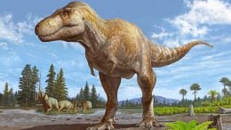 Tyrannosaurus mcraeensis Reconstruction