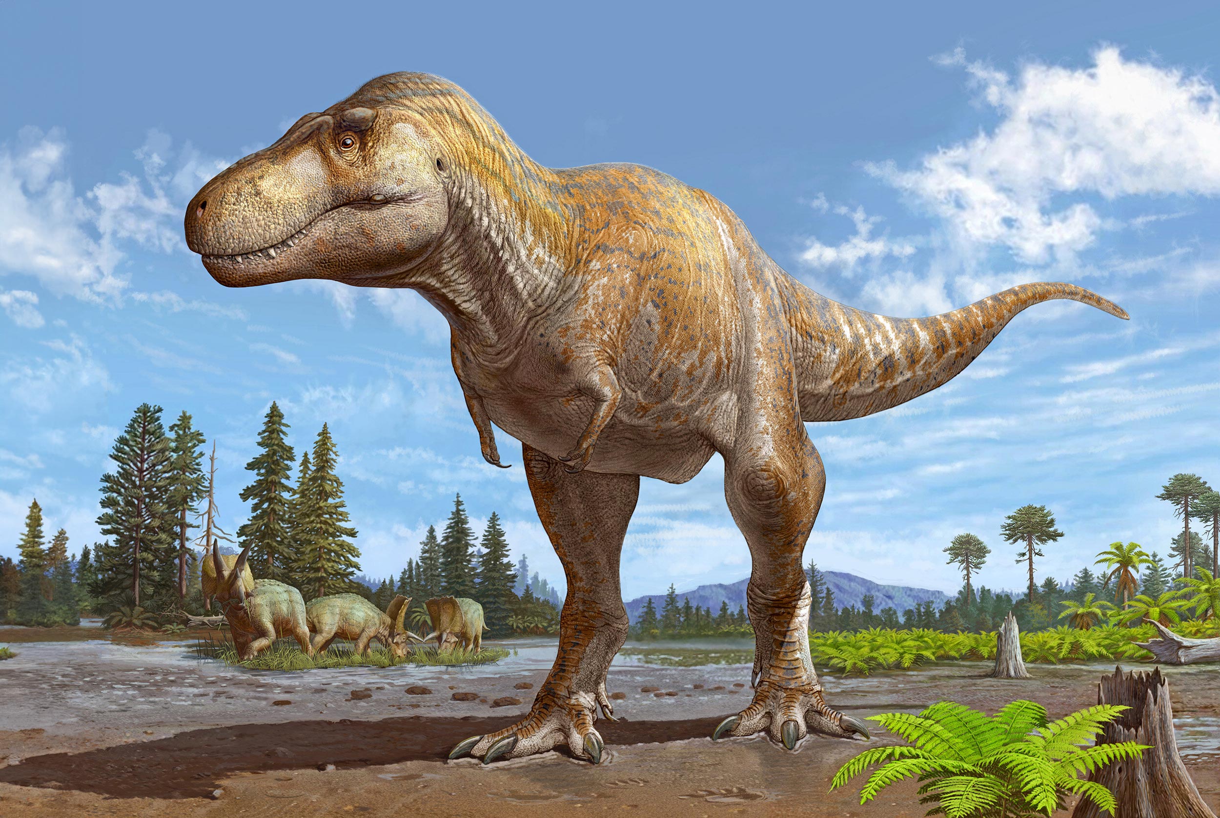 A new fossil discovery highlights the closest known relative of the dinosaur Tyrannosaurus rex