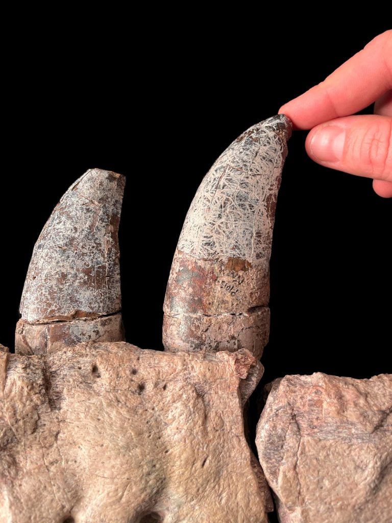 Dentes do Tiranossauro macrinsis