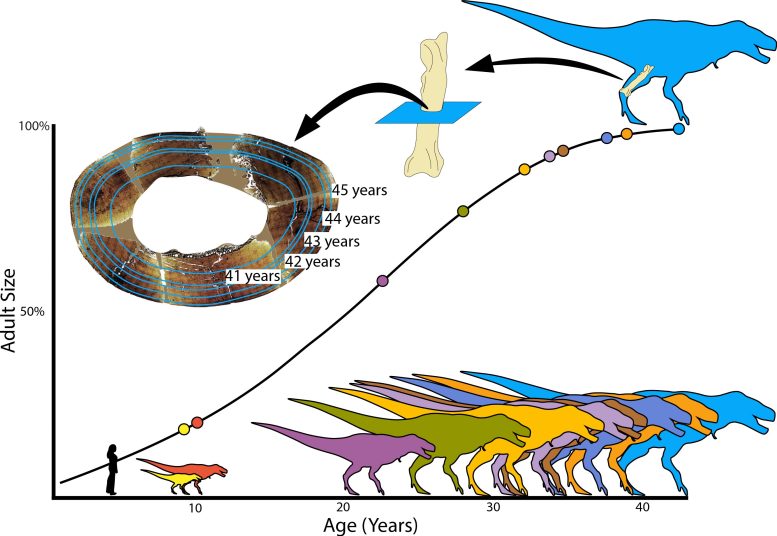 Tyrannosaurus rex Growth Curve and Bone Rings
