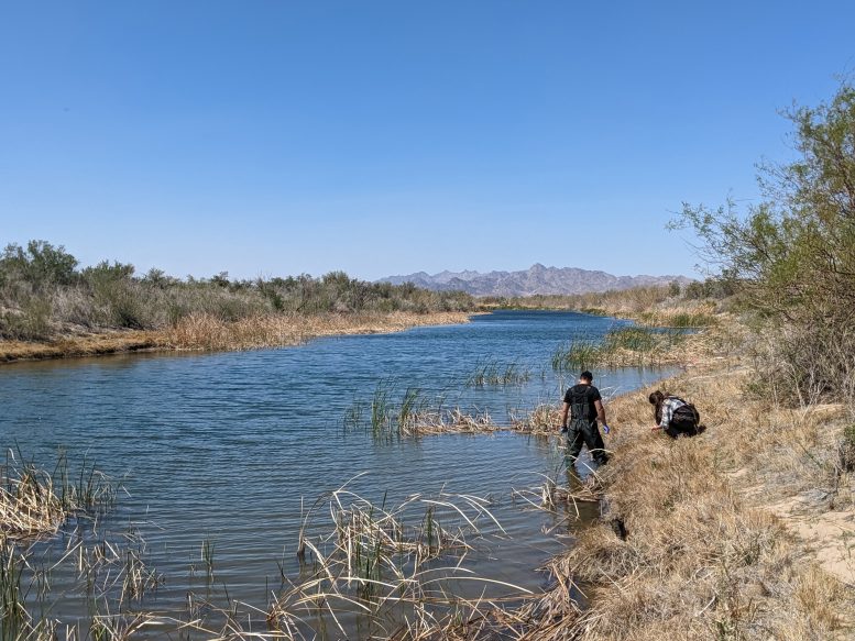 חוקרי UC Riverside אוספים דגימות מנהר הקולורדו