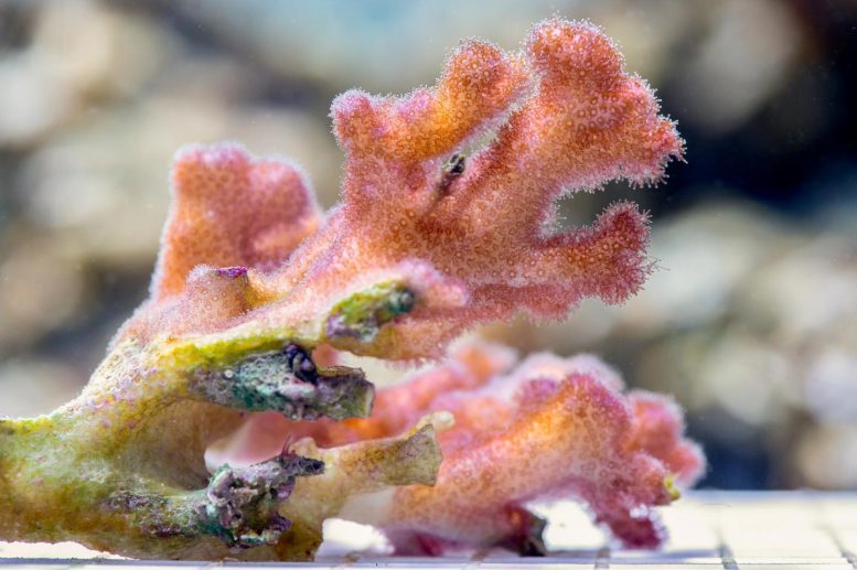 USC Coral Research