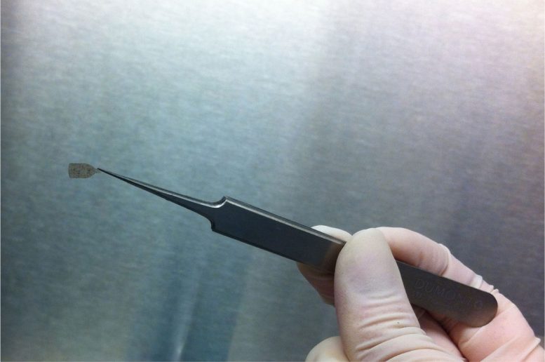USC Gloved Hand Holding a Precision Surgical Instrument
