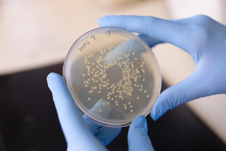 Copper Could Be a Secret Weapon Against Antibiotic-Resistant UTIs