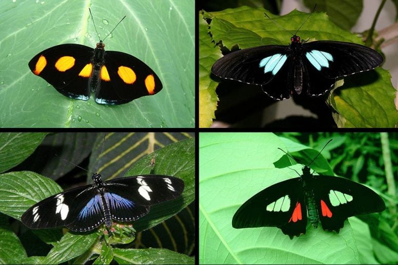 Ultra-Black Butterflies