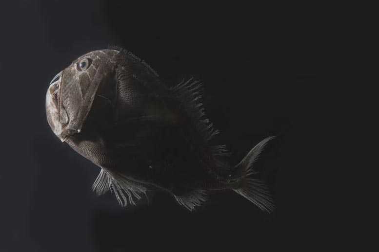 Ultra-Black Deep-Sea Fish