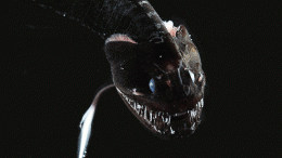 Ultra Black Fish Species