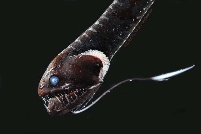 Ultra Black Pacific Blackdragon Fish