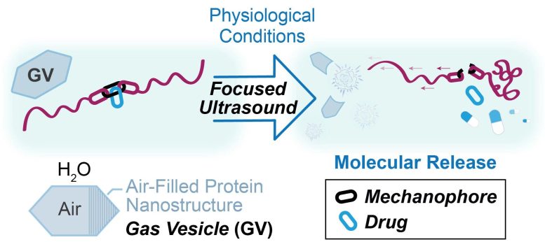 Ultrasound Ruptures Gas Vesicles