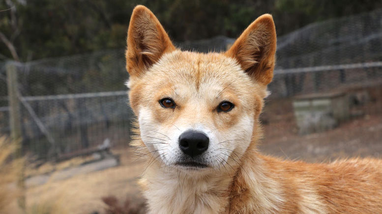 Uncovering the Origins of Dog–Human Eye Contact