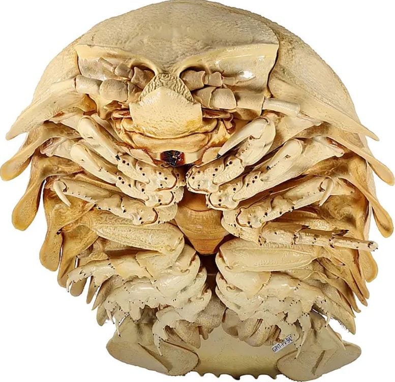 Scientists Discover a Mysterious Giant Deep-Sea Creature Hiding in Plain Sight for 40 Years