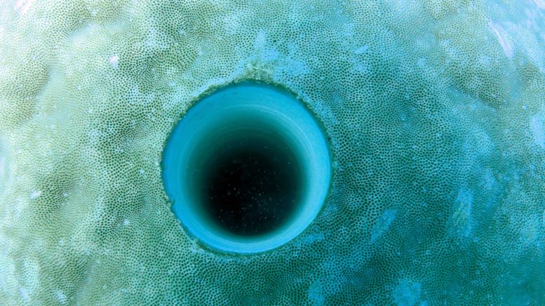 Underwater Coral Drill Hole