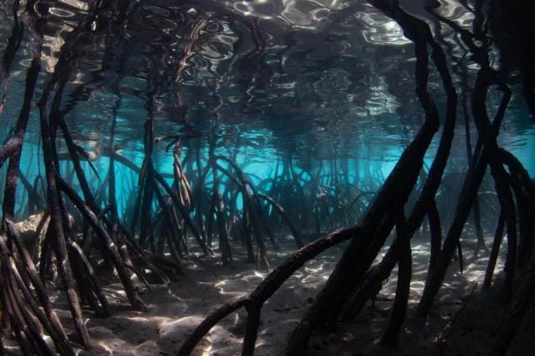 Underwater Mangrove Forest