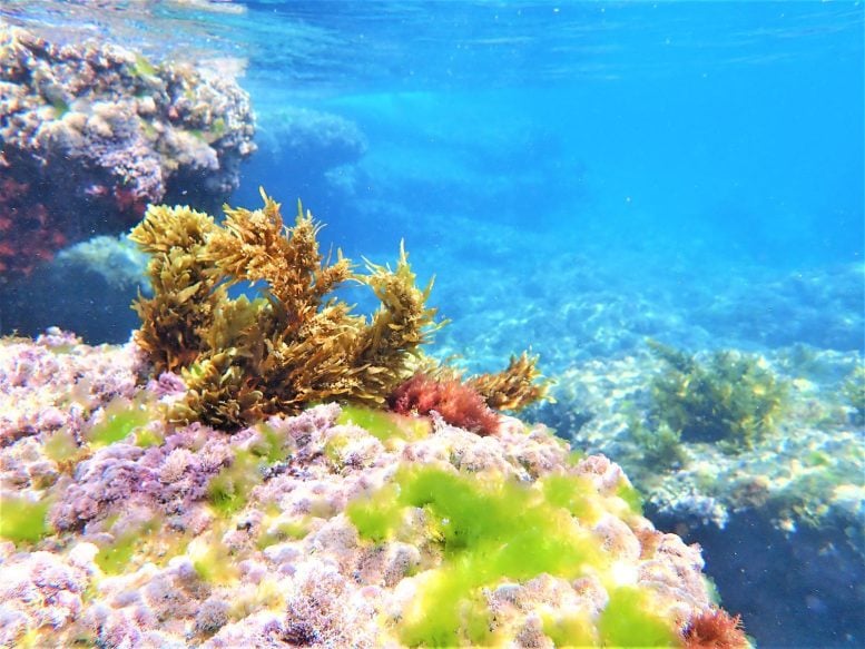 Underwater Seaweed Garden