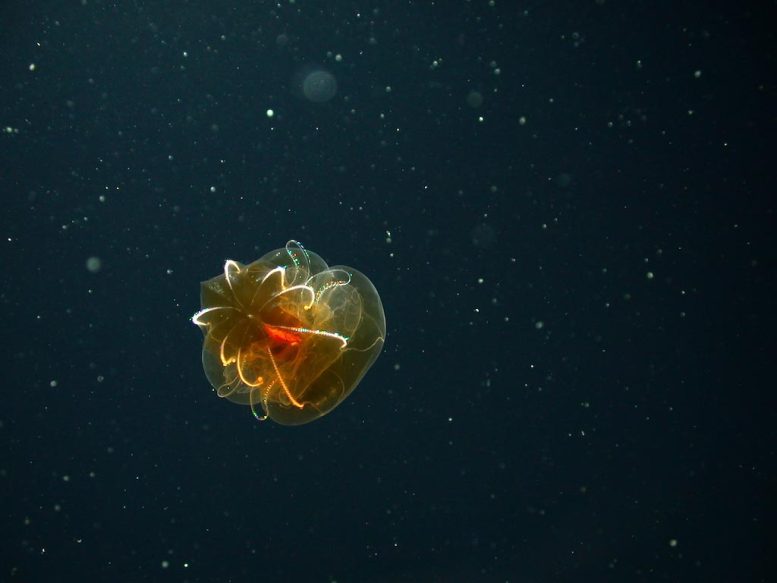 Undescribed Comb Jelly (Lampocteis sp)