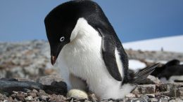 Unique Insights on Adélie Penguin