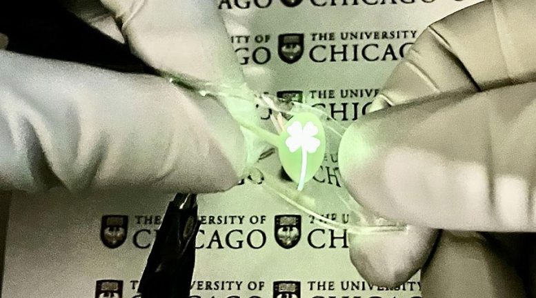 University of Chicago Stretchable OLED Display