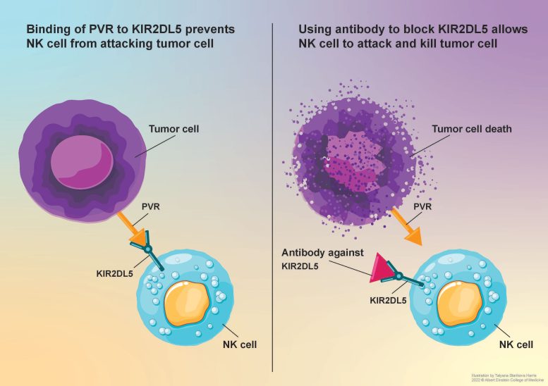 Unleashing Natural Killer Cells Against Cancer