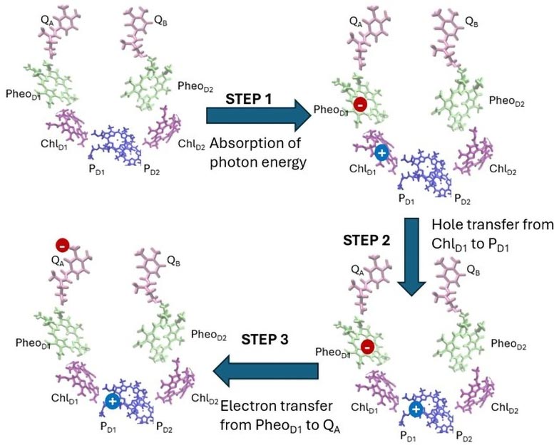 Unlocking Branch Selectivity Mystery in Photosynthesis Graphic