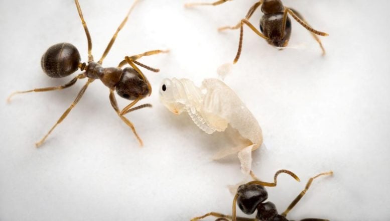 Ants Smell Deadly Infection Before It Spreads