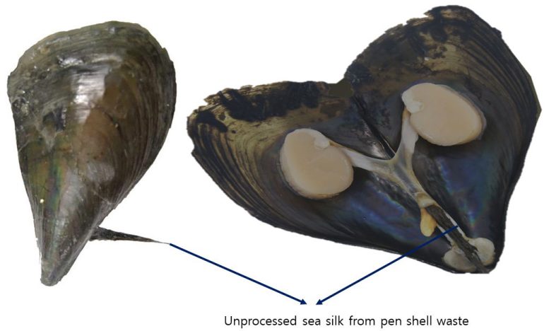 Unprocessed Sea Silk from Pen Shell Waste