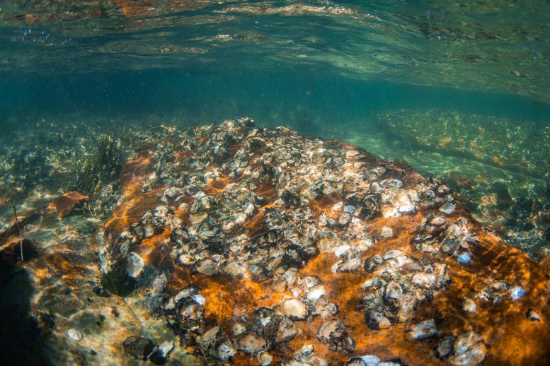 Unserwater Oyster Bed