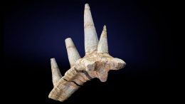 Unusual Ankylosaur Rib Bone