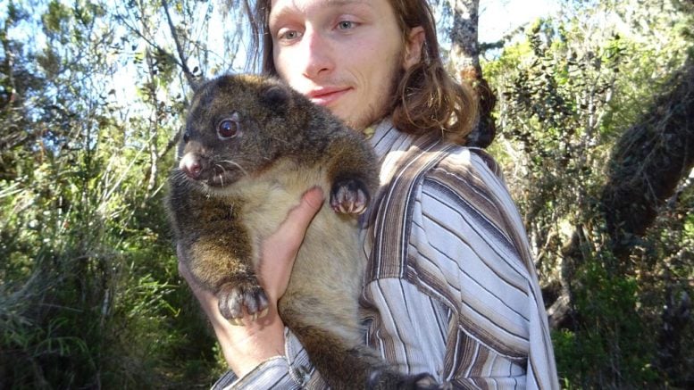 Up Close Shot of a Subalpine Woolly Rat