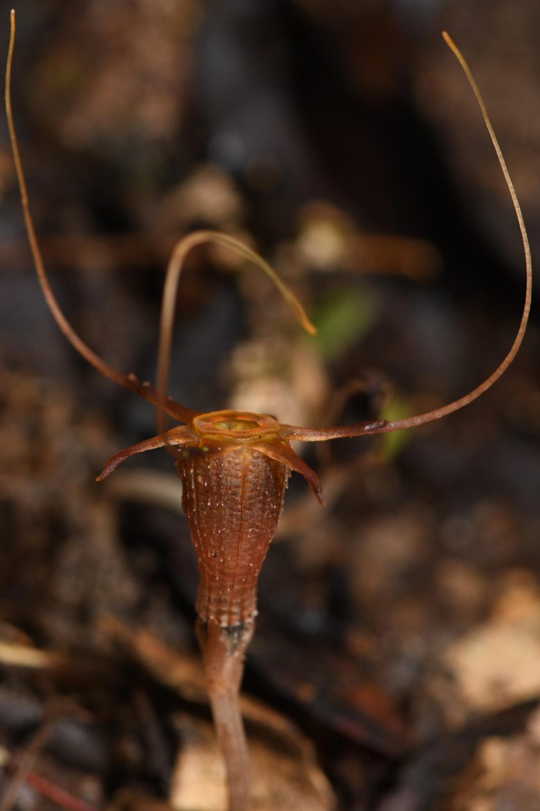 Upclose View of Thismia Aliasii