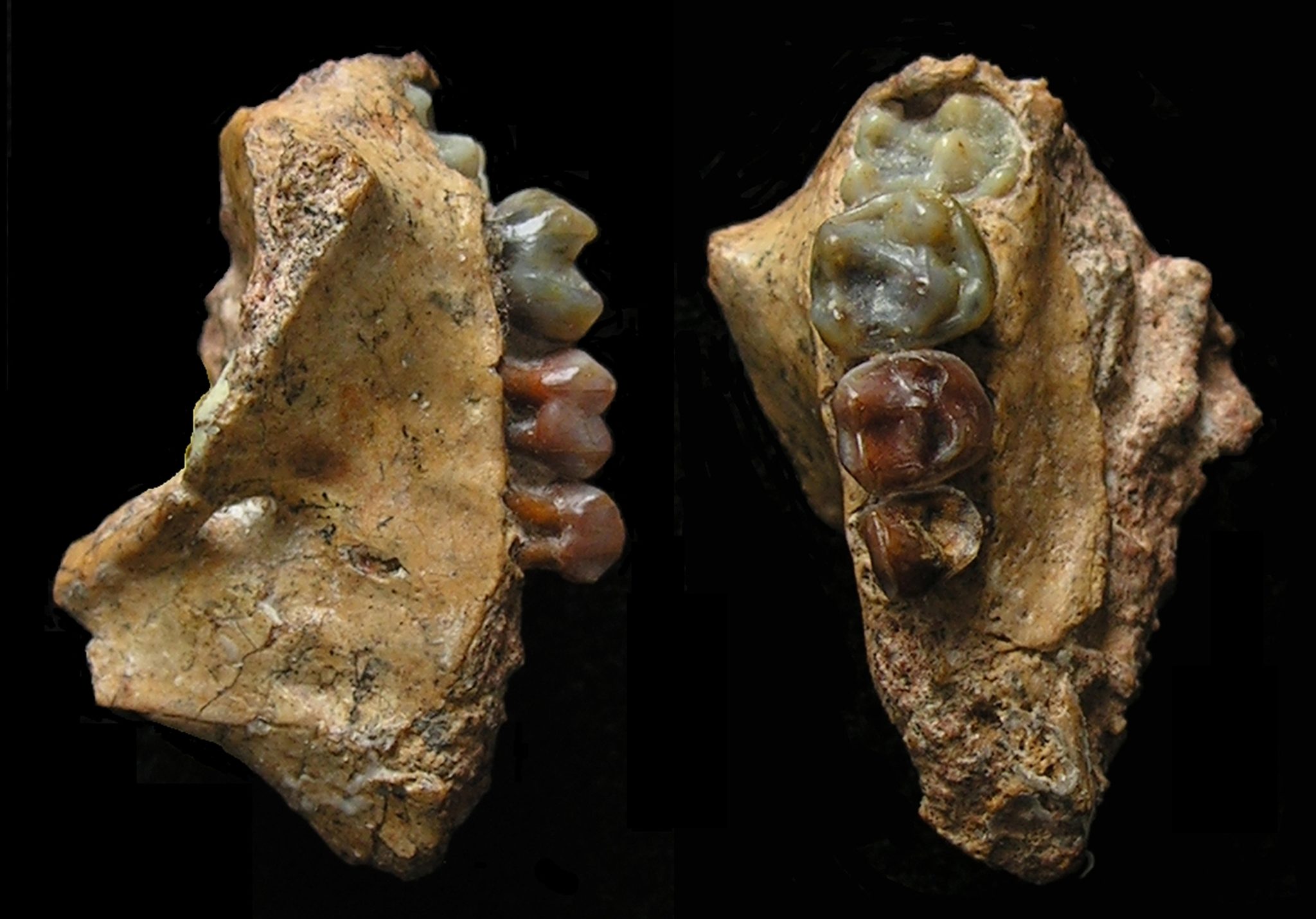 Upper jaw of baby Yuanmoupithecus