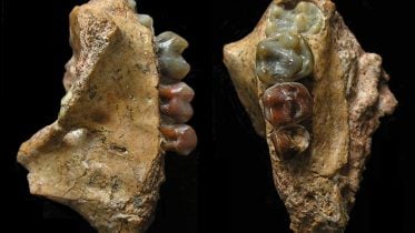 Upper Jaw of the Infant of Yuanmoupithecus