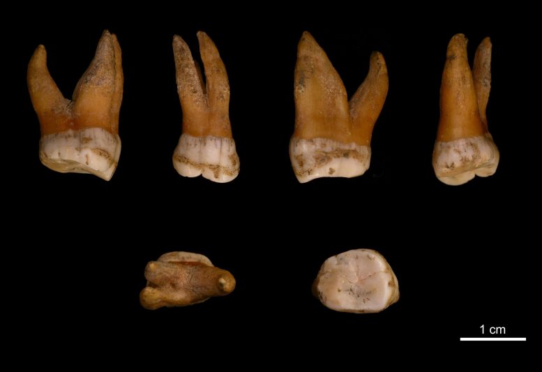 Upper Molar Male Neandertal