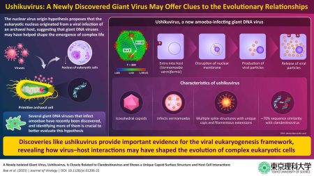 New Giant Virus Found in Japan May Rewrite the Origin of Complex Life