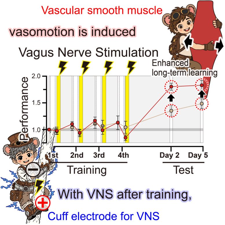 Vagus Nerve Stimulation Enhances Learning