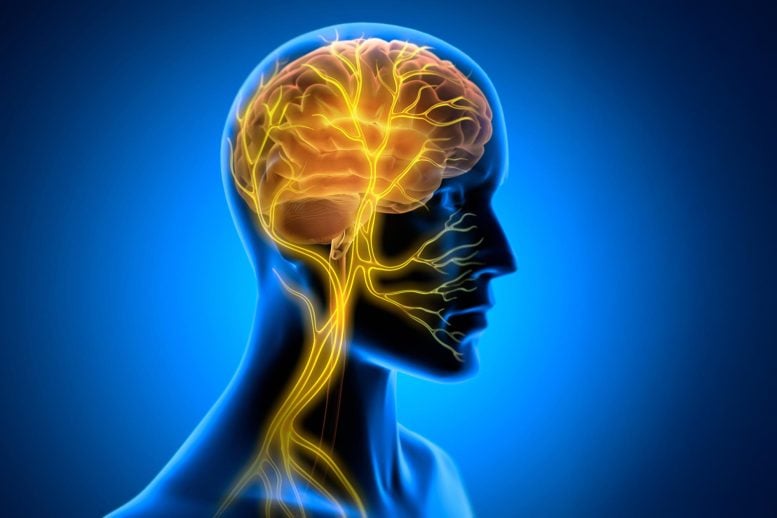 Vagus Nerve Stimulation Glowing Nerve Fibers Brain