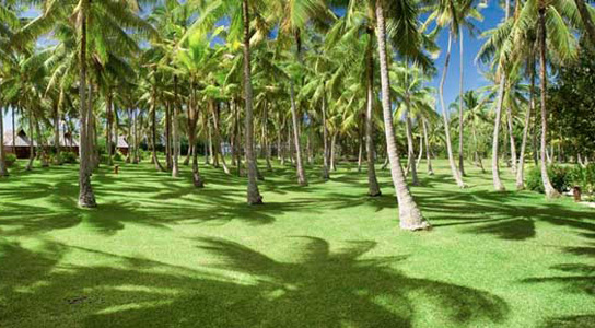 Vahine-Island-Coconut-Trees