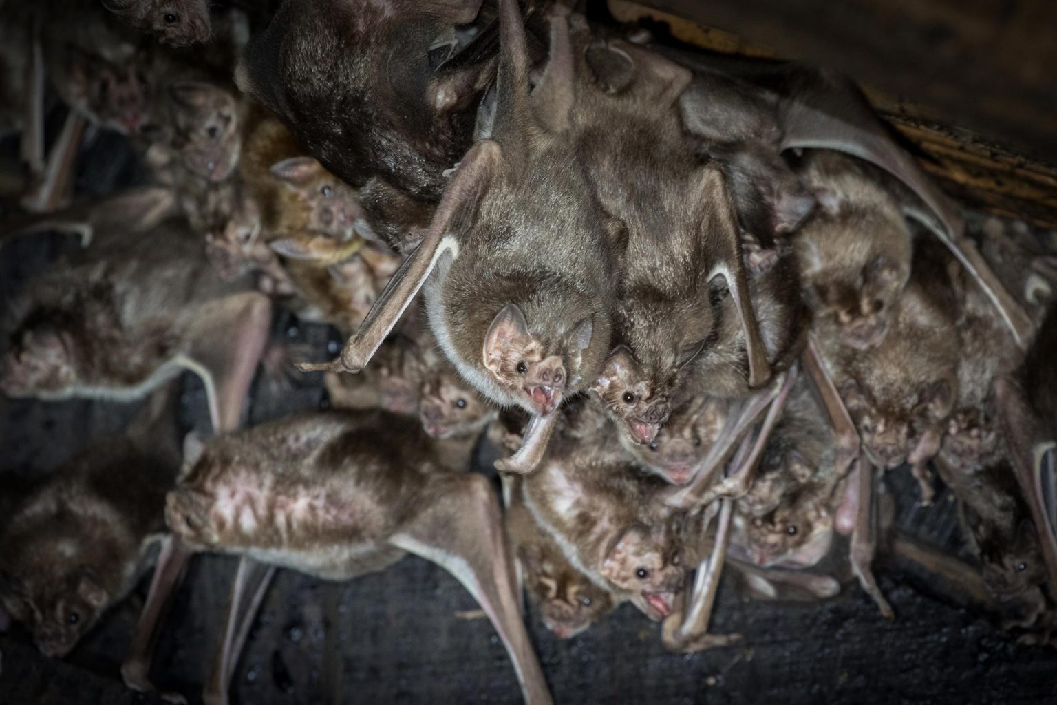 I Get Blood With a Little Help From My Friends Vampire Bats May