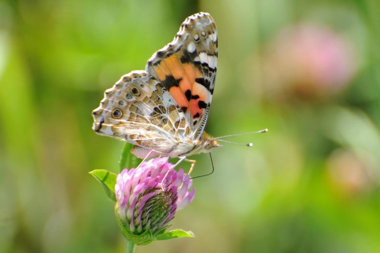 Vanessa cardui