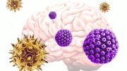Varicella Zoster Virus, Herpes Simplex Virus and Alzheimer’s Disease
